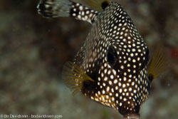 BD-101213-Playa-del-Carmen-3150-Rhinesomus-triqueter-(Linnaeus.-1758)-[Smooth-trunkfish].jpg